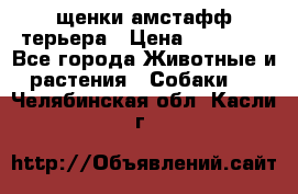 щенки амстафф терьера › Цена ­ 30 000 - Все города Животные и растения » Собаки   . Челябинская обл.,Касли г.